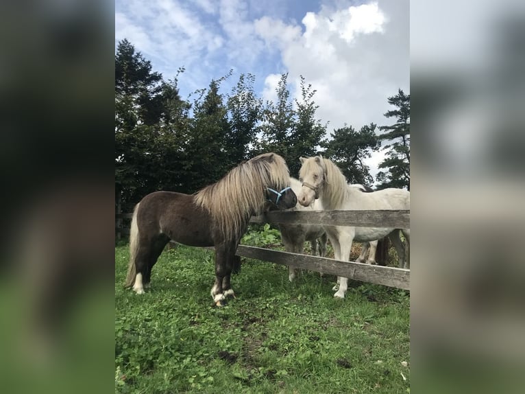 American Miniature Horse Stallion 7 years 7,2 hh Gray-Dapple in Kortemark