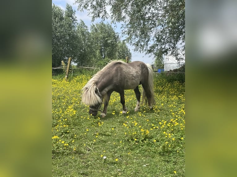 American Miniature Horse Stallion 7 years 7,2 hh Gray-Dapple in Kortemark