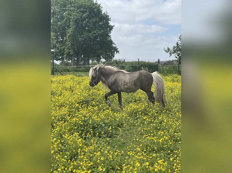 American Miniature Horse Stallion 7 years 7,2 hh Gray-Dapple in Kortemark