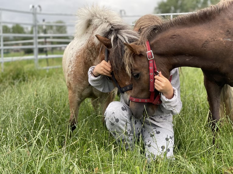 American Miniature Horse Stallion 7 years 8.2 hh Brown in Stadtilm