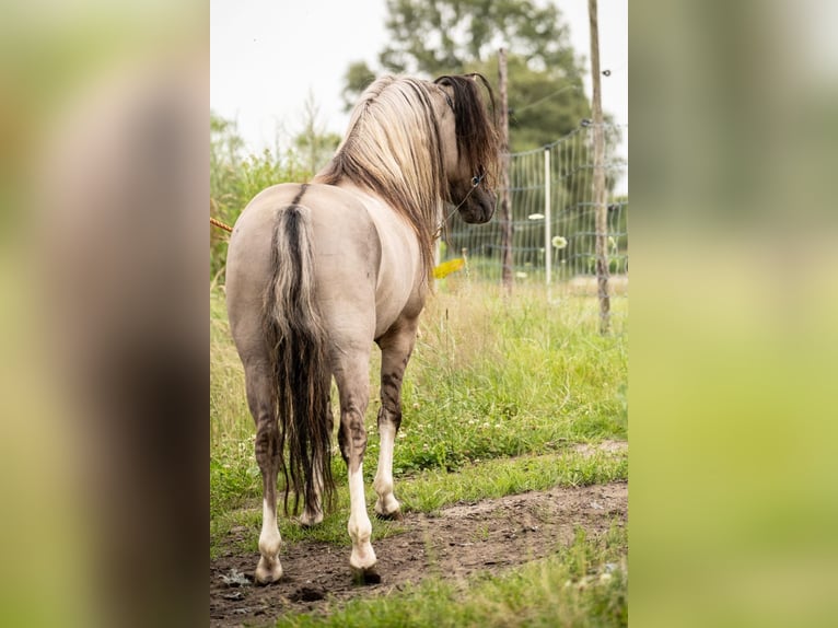 American Miniature Horse Stallion 8 years 10.1 hh Grullo in Houthalen-Helchteren