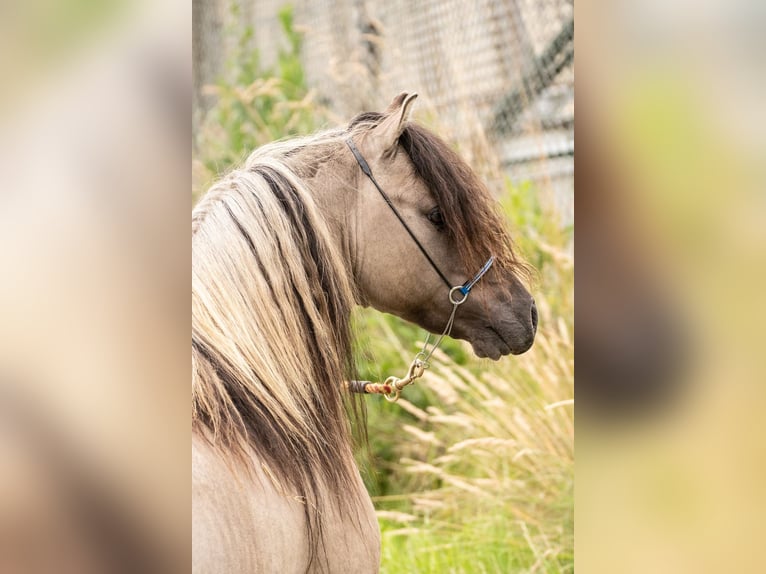 American Miniature Horse Stallion 8 years 10.1 hh Grullo in Houthalen-Helchteren