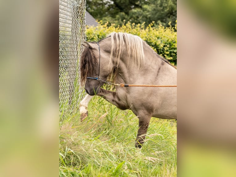 American Miniature Horse Stallion 8 years 10.1 hh Grullo in Houthalen-Helchteren