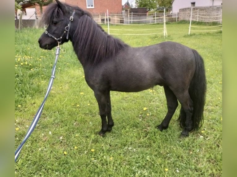 American Miniature Horse Stallion 8 years 8,1 hh Black in Wagenfeld