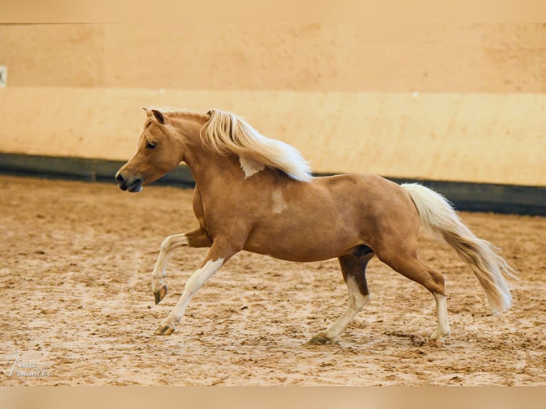 American Miniature Horse Stallion 8 years 9 hh in Rader Insel