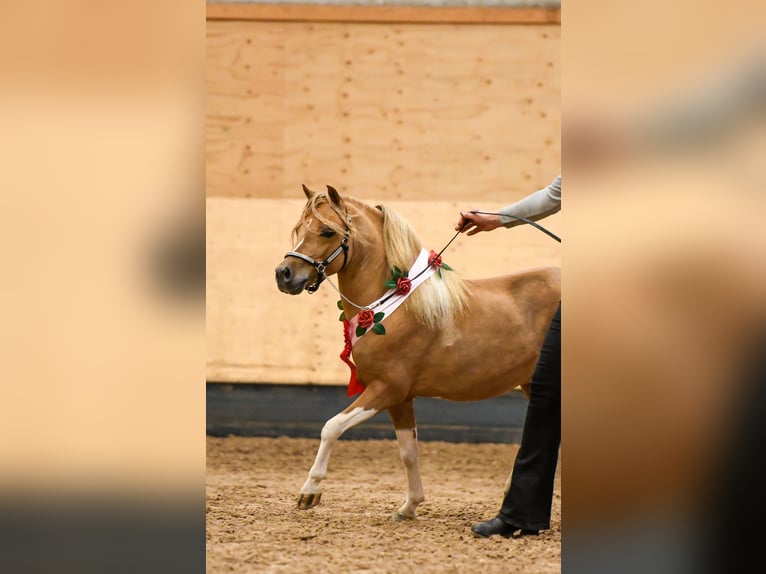 American Miniature Horse Stallion 8 years 9 hh in Rader Insel