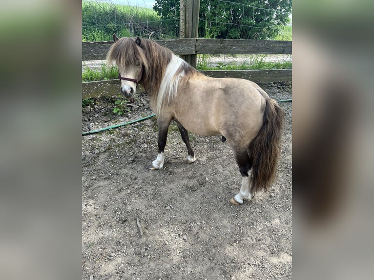 American Miniature Horse Stallion 9 years 8.3 hh Buckskin in Bogen