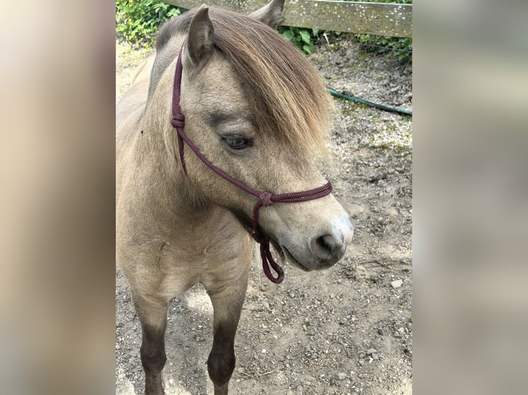 American Miniature Horse Stallion 9 years 8.3 hh Buckskin in Bogen