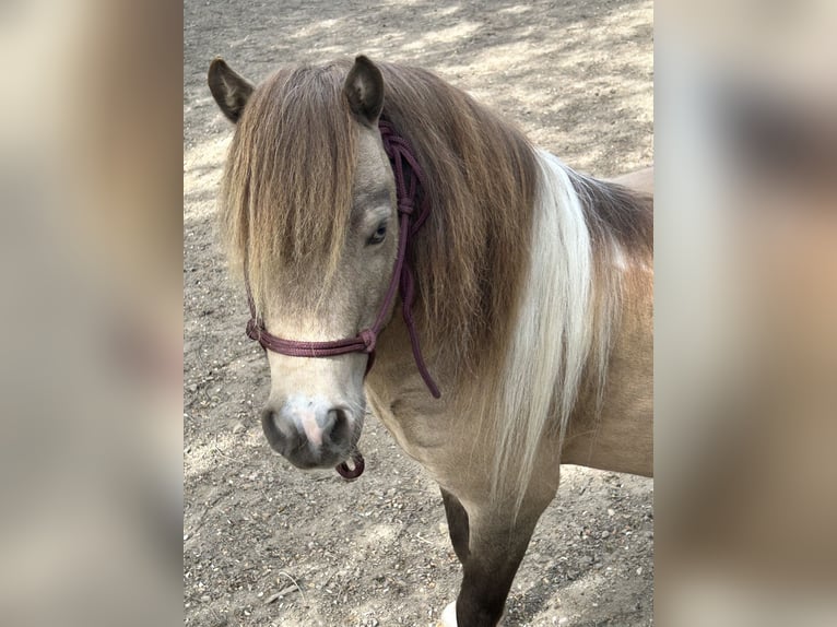 American Miniature Horse Stallion 9 years 8.3 hh Buckskin in Bogen