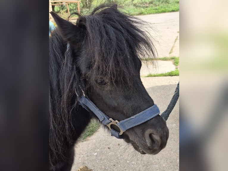 American Miniature Horse Stallion 9 years 8 hh Black in Colditz