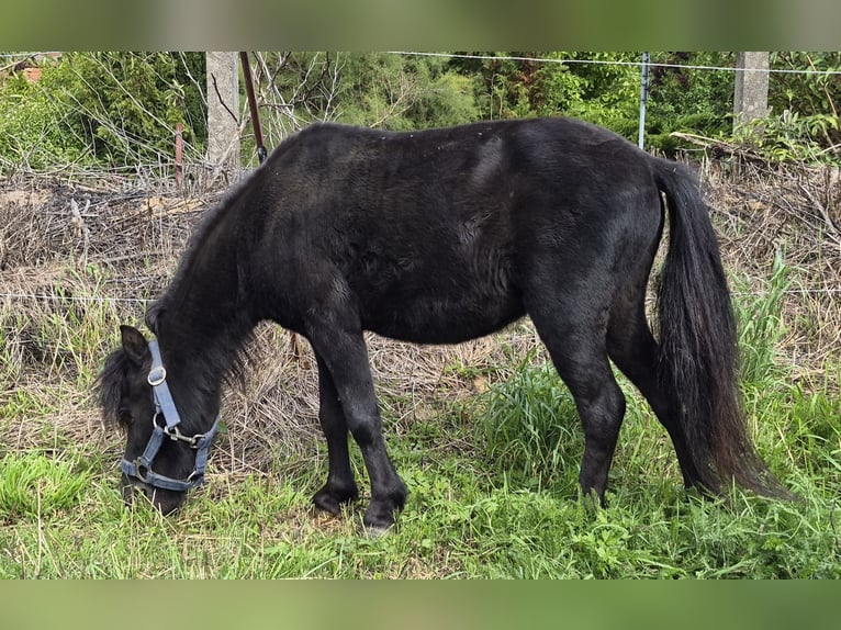 American Miniature Horse Stallion 9 years 8 hh Black in Colditz