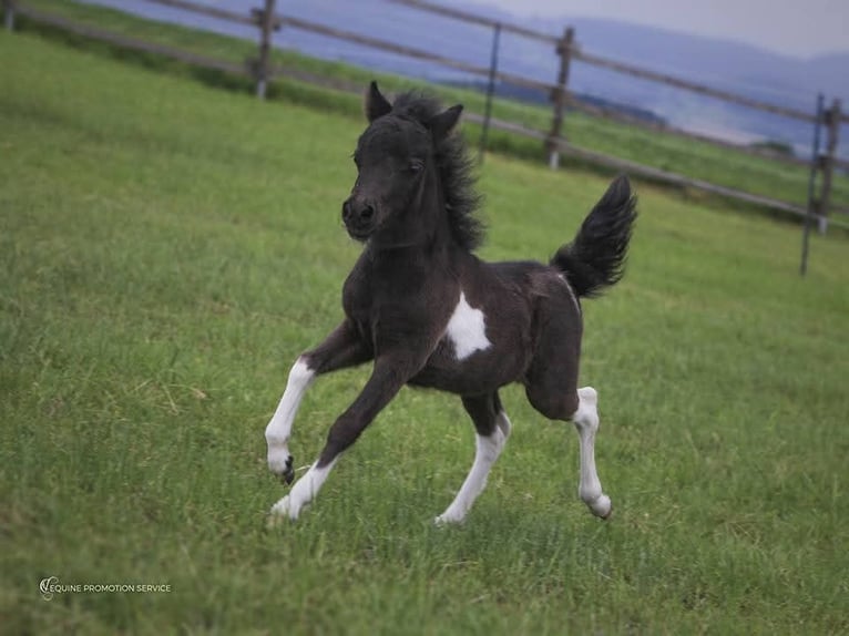 American Miniature Horse Stallion 9 years 8,1 hh Pinto in Stallwang
