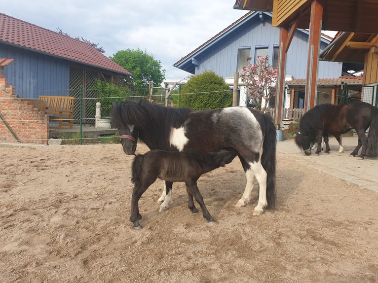 American Miniature Horse Stallion 9 years 8,1 hh Pinto in Stallwang