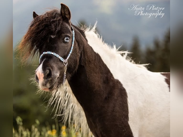 American Miniature Horse Stallion in Rauris