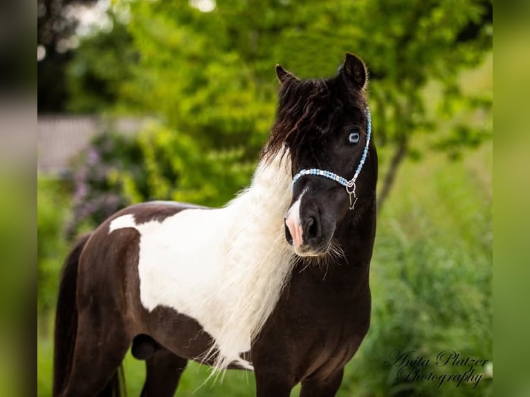 American Miniature Horse Stallion in Rauris