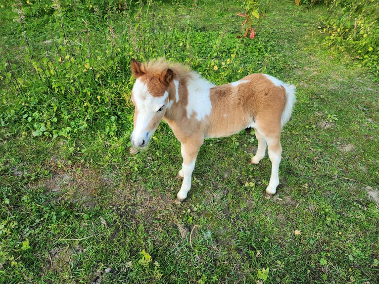 American Miniature Horse Stallion Foal (06/2024) 7,1 hh Sorrel in Haaltert