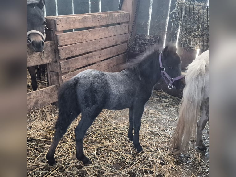 American Miniature Horse Stallion Foal (06/2026) 7.3 hh Can be white in Markt Erlbach