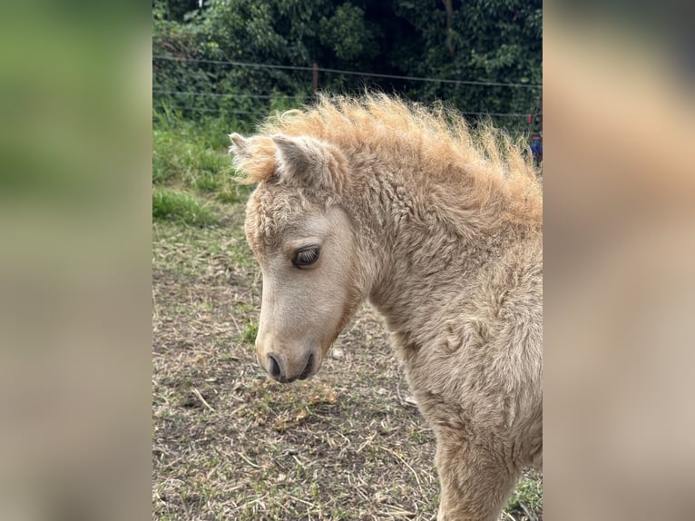 American Miniature Horse Stallion Foal (07/2025) 7,3 hh Dunalino in Gardelegen