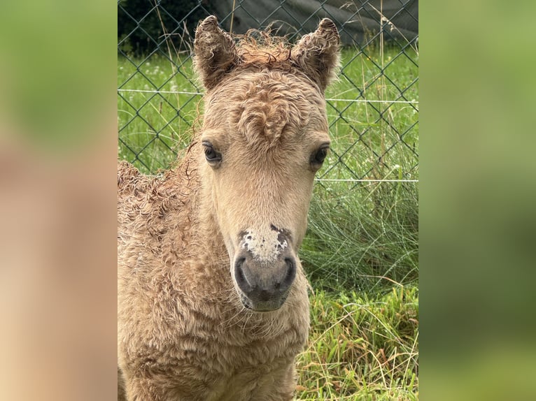 American Miniature Horse Stallion Foal (07/2025) 7,3 hh Dunalino in Gardelegen