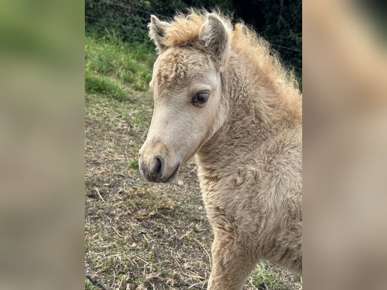 American Miniature Horse Stallion Foal (07/2025) 7,3 hh Dunalino in Gardelegen