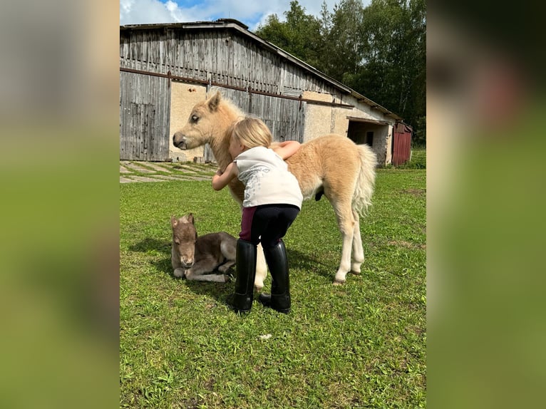 American Miniature Horse Stallion Foal (04/2024) 8,1 hh Palomino in Gardelegen