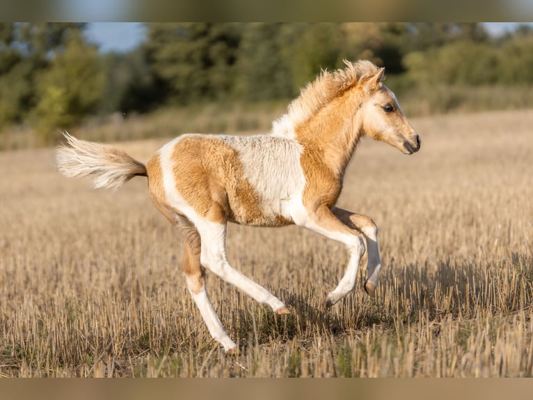 American Miniature Horse Stallion Foal (04/2024) 8,1 hh Pinto in Gardelegen