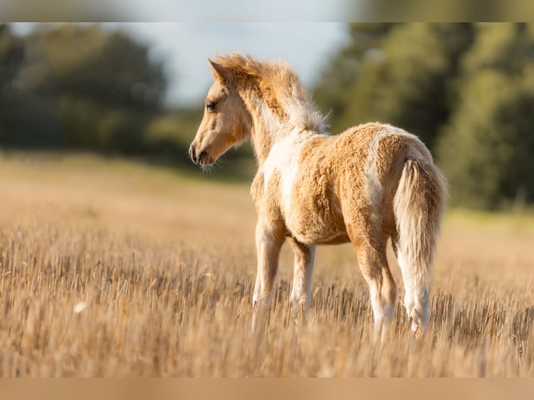 American Miniature Horse Stallion Foal (04/2024) 8,1 hh Pinto in Gardelegen