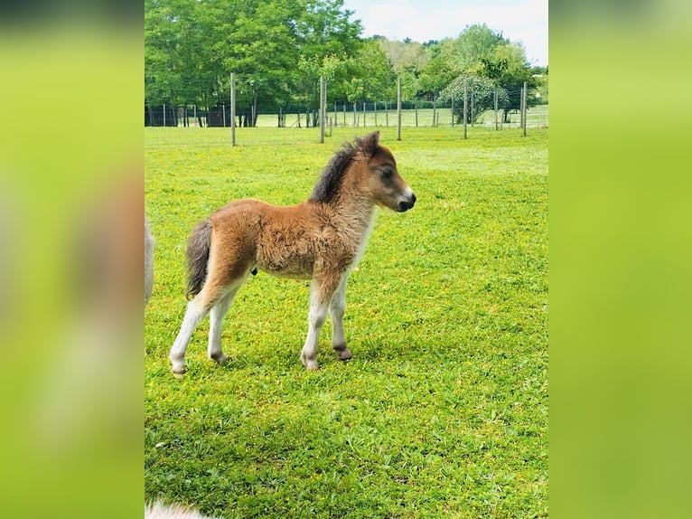 American Miniature Horse Stallion Foal (05/2024) 8,1 hh in Festalemps