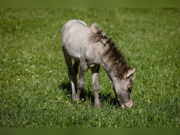 American Miniature Horse Stallion Foal (05/2024) 8 hh Buckskin in Tainach