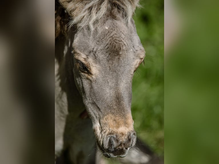 American Miniature Horse Stallion Foal (05/2024) 8 hh Buckskin in Tainach