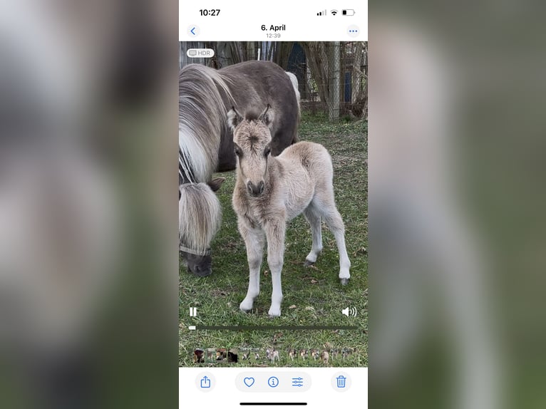 American Miniature Horse Stallion Foal (05/2025) 8,1 hh Buckskin in Pritzwalk