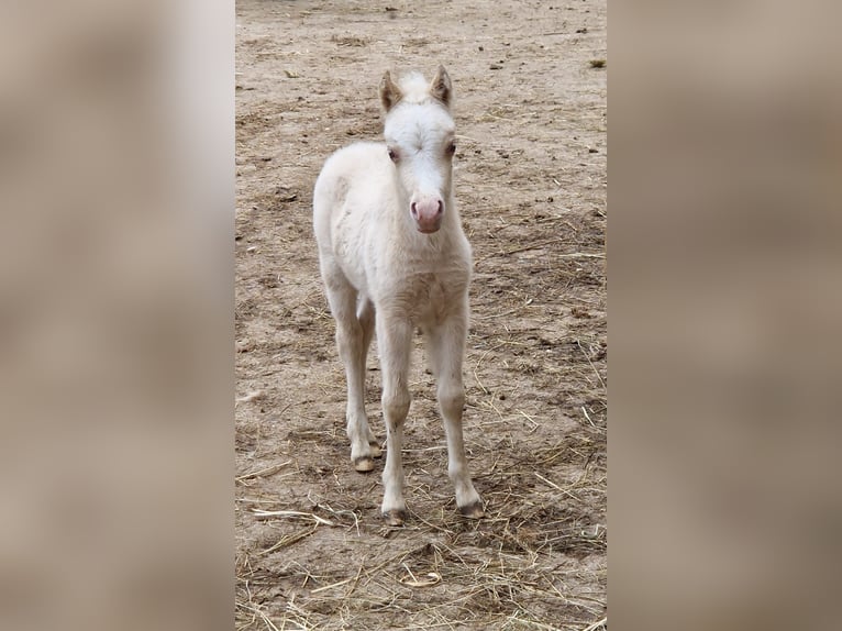 American Miniature Horse Stallion Foal (04/2025) 8,1 hh Cremello in Stein SG