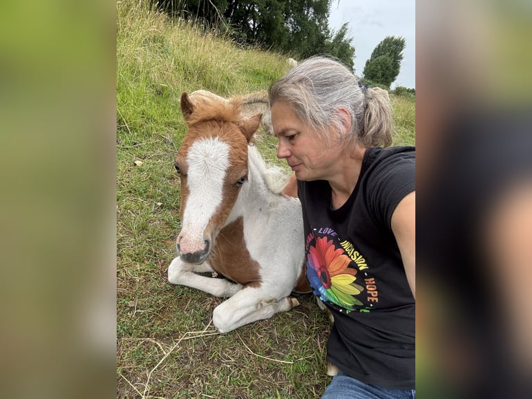 American Miniature Horse Stallion Foal (04/2025) 8,1 hh Tobiano-all-colors in Berenbrock