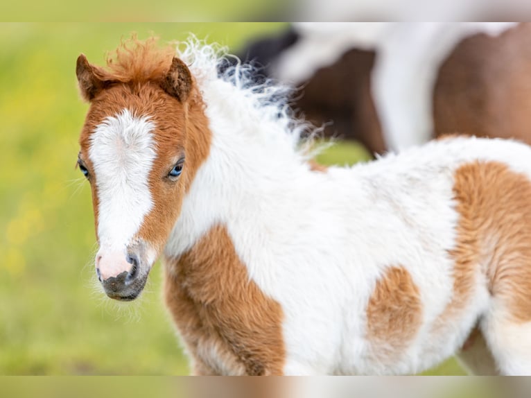 American Miniature Horse Stallion Foal (04/2025) 8,1 hh Tobiano-all-colors in Berenbrock