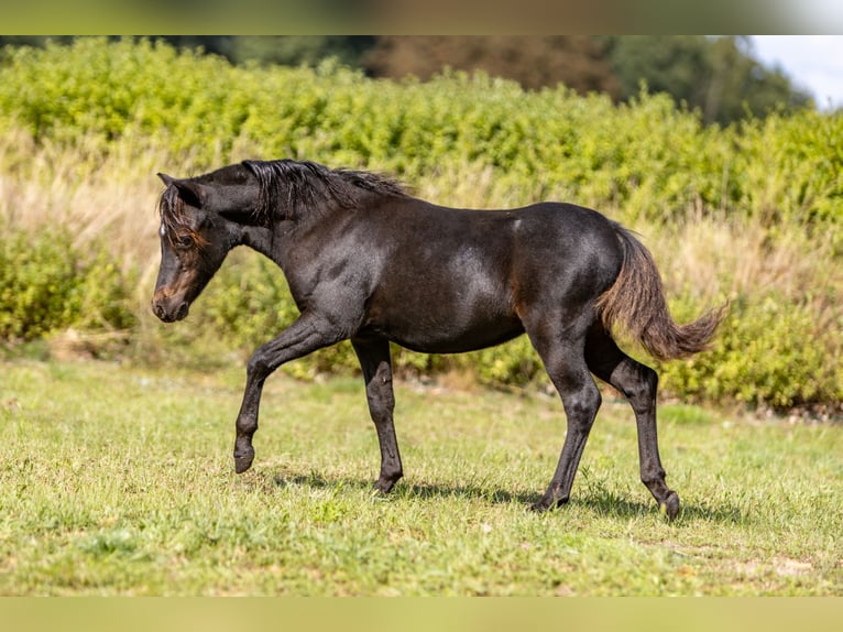 American Miniature Horse Stallion Foal (01/2024) Brown in Sieversdorf-HohenofenDreetz