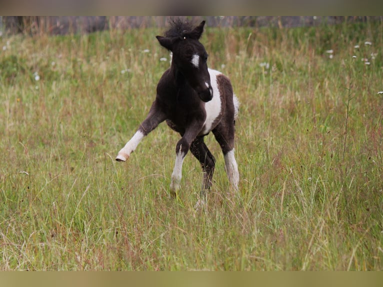 American Miniature Horse Stallion Foal (01/2024) in Kleinwallstadt