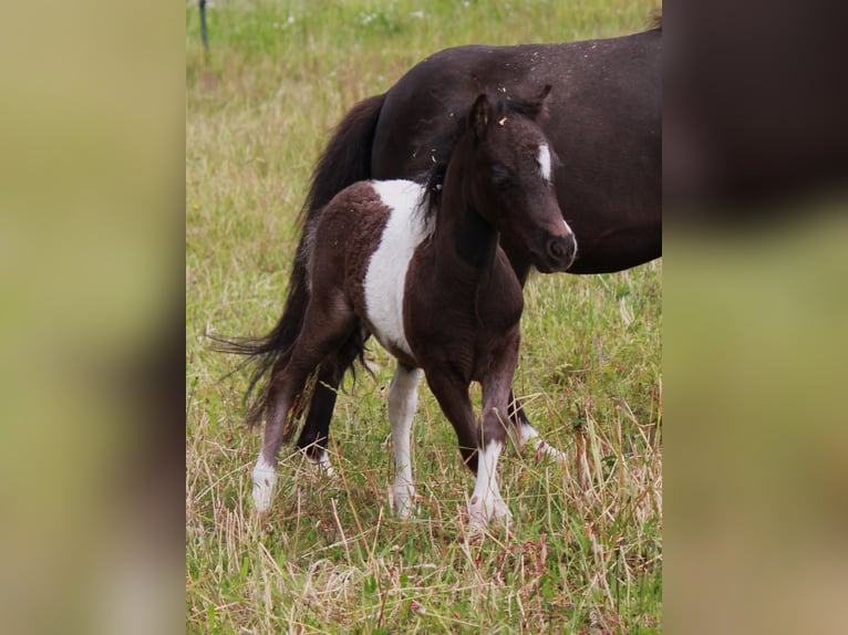 American Miniature Horse Stallion Foal (01/2024) in Kleinwallstadt