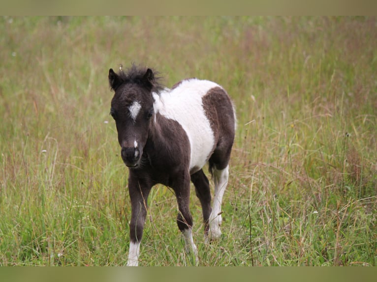 American Miniature Horse Stallion Foal (01/2024) in Kleinwallstadt