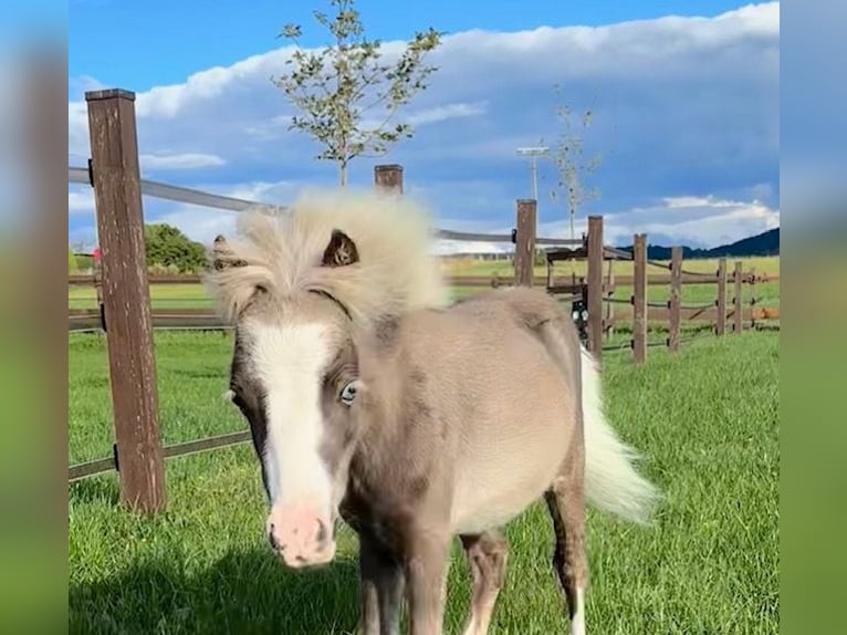 American Miniature Horse Stallion Foal (04/2024) Chestnut in Leinburg