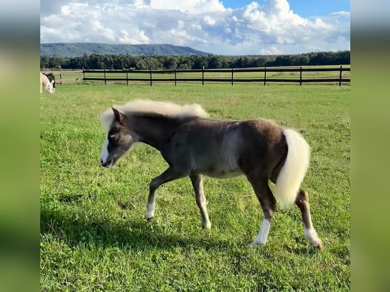 American Miniature Horse Stallion Foal (04/2024) Chestnut in Leinburg