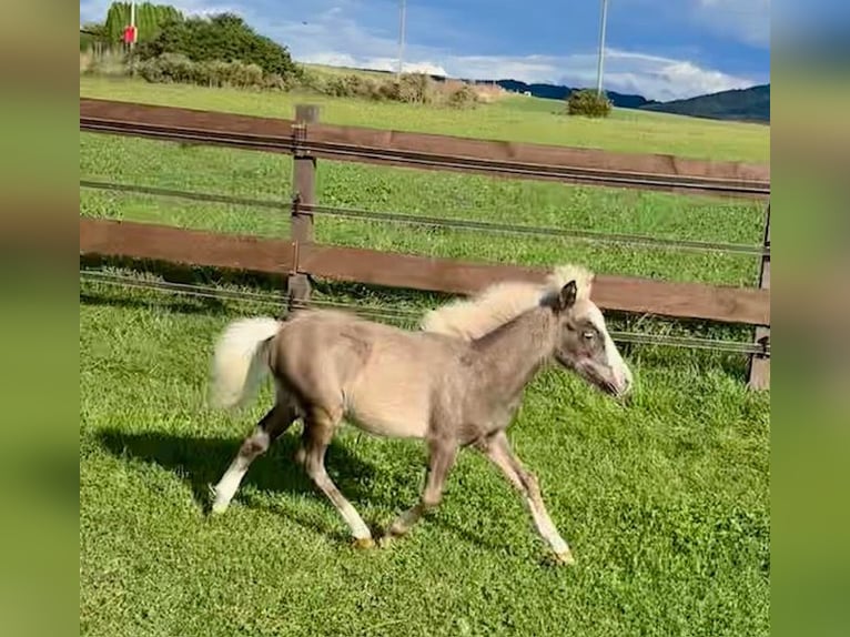 American Miniature Horse Stallion Foal (04/2024) Chestnut in Leinburg