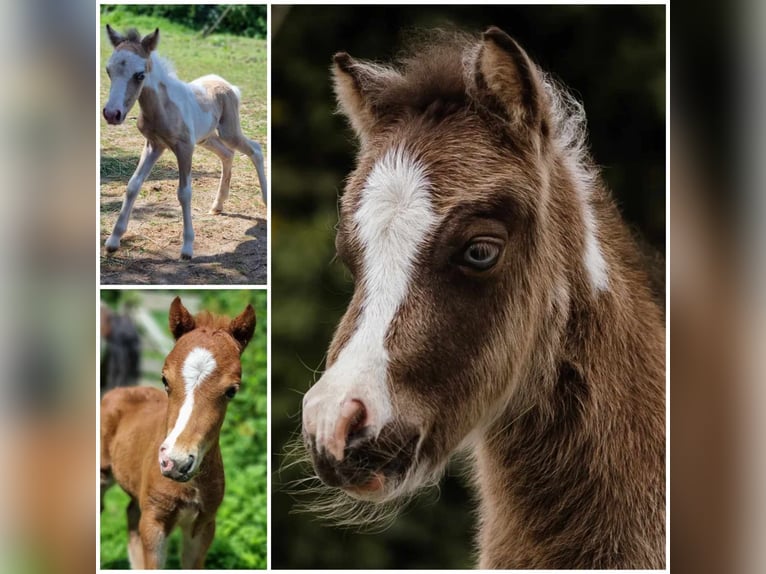 American Miniature Horse Stallion Foal (01/2024) in Söhlde