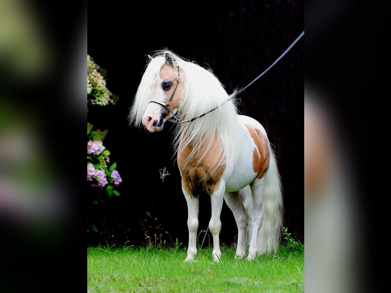 American Miniature Horse Stallion Foal (04/2024) Palomino in Leinburg