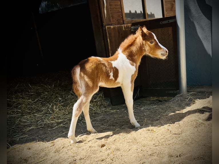 American Miniature Horse Stallion  Tobiano-all-colors in Freudenberg