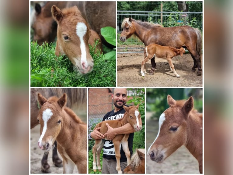 American Miniature Horse Stallion Foal (01/2024) Tovero-all-colors in Söhlde