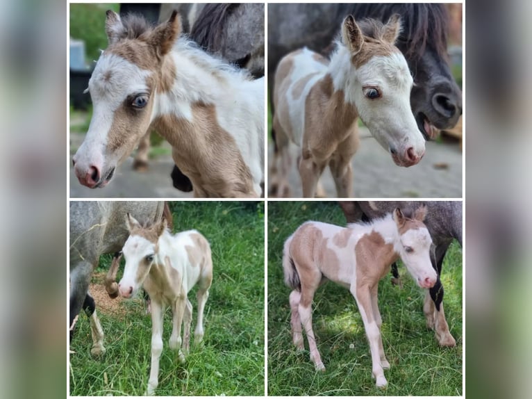 American Miniature Horse Stallion Foal (01/2024) Tovero-all-colors in Söhlde