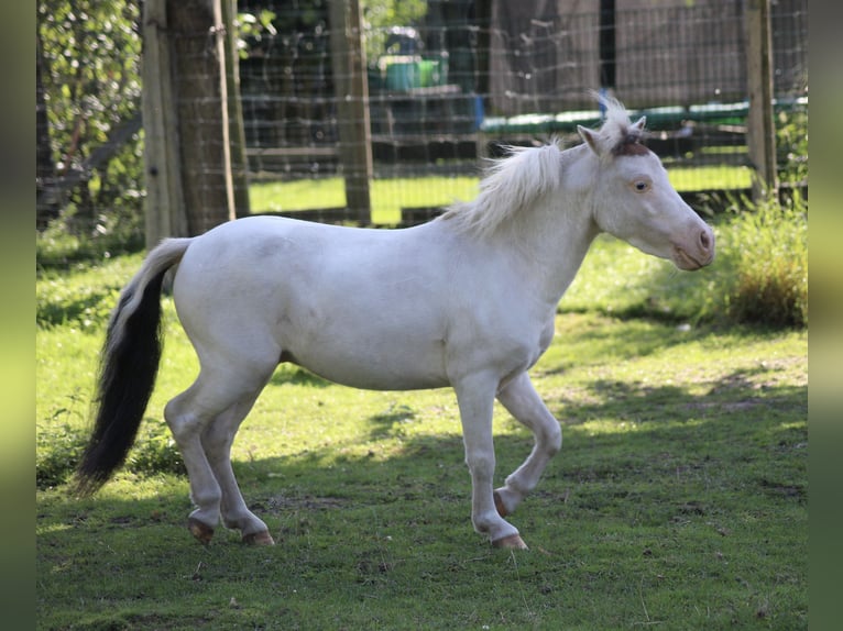 American Miniature Horse Stallion Tobiano-all-colors in Hohenhameln
