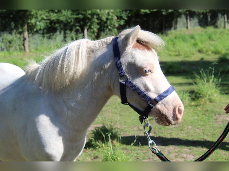 American Miniature Horse Stallion Tobiano-all-colors in Hohenhameln
