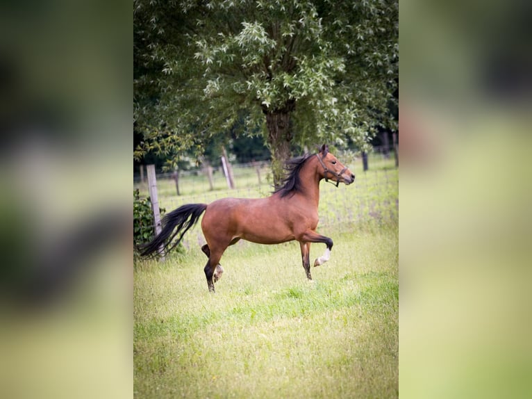 American Miniature Horse Stute 12 Jahre 104 cm Brauner in Laakdal