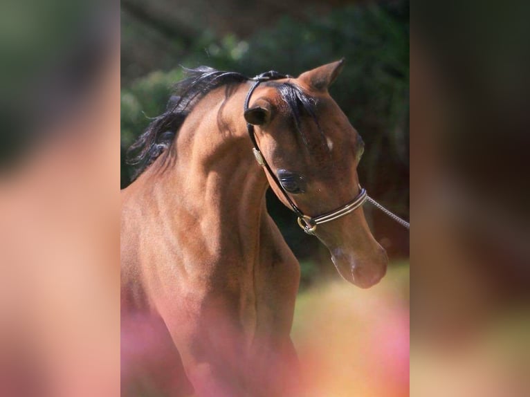 American Miniature Horse Stute 12 Jahre 104 cm Brauner in Laakdal
